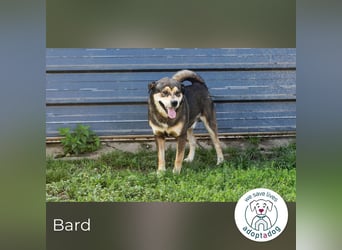 Bard 31931 sucht ein zu Hause