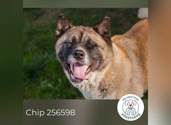 Chip 256598: sucht ein Zuhause