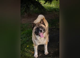 Chip 256598: sucht ein Zuhause