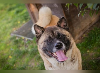 Chip 256598: sucht ein Zuhause