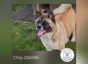 Chip 256598: sucht ein Zuhause