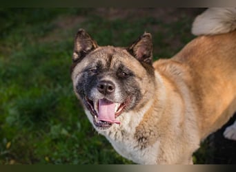 Chip 256598: sucht ein Zuhause