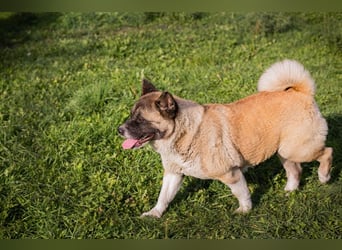 Chip 256598: sucht ein Zuhause