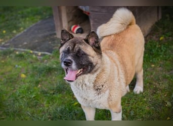 Chip 256598: sucht ein Zuhause