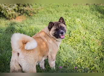 Chip 256598: sucht ein Zuhause