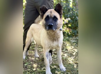 Szamira - Loyale Akita-Dame sucht Menschen mit Erfahrung und Herz