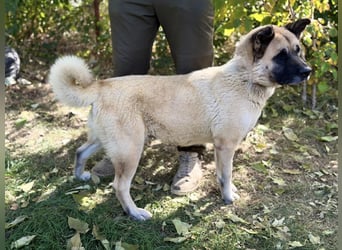 Szamira - Loyale Akita-Dame sucht Menschen mit Erfahrung und Herz