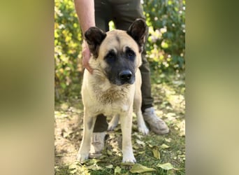 Szamira - Loyale Akita-Dame sucht Menschen mit Erfahrung und Herz