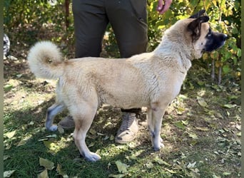 Szamira - Loyale Akita-Dame sucht Menschen mit Erfahrung und Herz