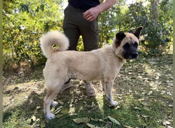 Szamira - Loyale Akita-Dame sucht Menschen mit Erfahrung und Herz