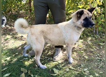 Szamira - Loyale Akita-Dame sucht Menschen mit Erfahrung und Herz