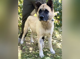 Szamira - Loyale Akita-Dame sucht Menschen mit Erfahrung und Herz