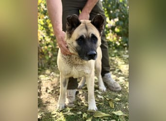Szamira - Loyale Akita-Dame sucht Menschen mit Erfahrung und Herz