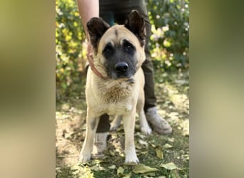 Szamira - Loyale Akita-Dame sucht Menschen mit Erfahrung und Herz