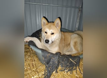 Akira, geboren 18.11.2024, 55cm sucht ihr Körbchen