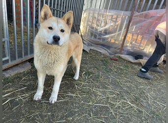 Akira, geboren 18.11.2024, 55cm sucht ihr Körbchen