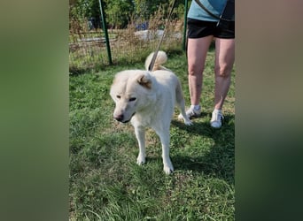 Zuzu, geboren 01.01.2018, 59cm sucht ihre Menschen