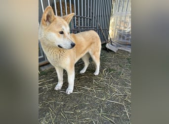 Akira, geboren 18.11.2024, 55cm sucht ihr Körbchen