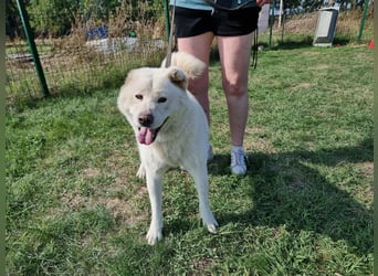 Zuzu, geboren 01.01.2018, 59cm sucht ihre Menschen