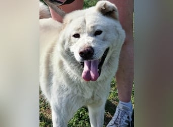 Zuzu, geboren 01.01.2018, 59cm sucht ihre Menschen