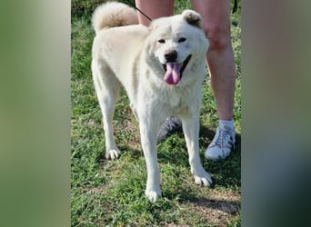 Zuzu, geboren 01.01.2018, 59cm sucht ihre Menschen