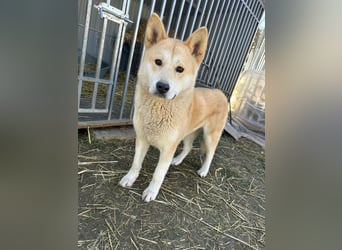 Akira, geboren 18.11.2024, 55cm sucht ihr Körbchen