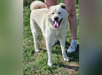 Zuzu, geb 01.2018, 59cm sucht ihr liebevolles zu Hause