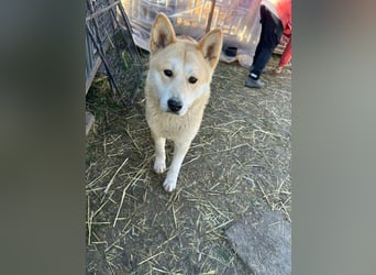 Akira, geboren 18.11.2024, 55cm sucht ihr Körbchen