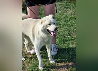 Zuzu, geboren 01.01.2018, 59cm sucht ihre Menschen