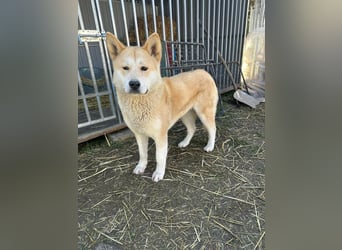 Akira, geboren 18.11.2024, 55cm sucht ihr Körbchen