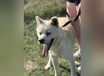 Hachiko, geboren 14.02.2015, 62cm sucht sein letztes Glück