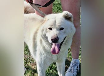 Zuzu, geboren 01.01.2018, 59cm sucht ihre Menschen