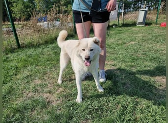 Zuzu, geboren 01.01.2018, 59cm sucht ihre Menschen