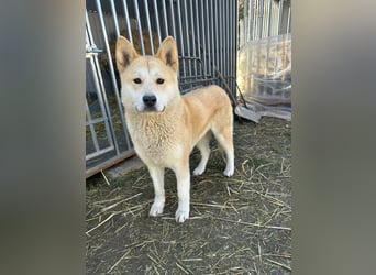 Akira, geboren 18.11.2024, 55cm sucht ihr Körbchen