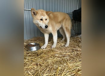 Akira, geboren 18.11.2024, 55cm sucht ihr Körbchen