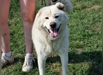 Zuzu, geboren 01.01.2018, 59cm sucht ihre Menschen