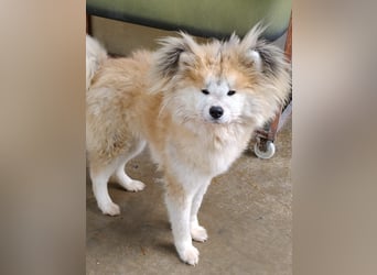 Mamy – die wunderschöne Akita-Mix-Hündin sucht aktive Menschen mit Herz