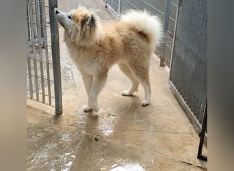 Mamy – die wunderschöne Akita-Mix-Hündin sucht aktive Menschen mit Herz
