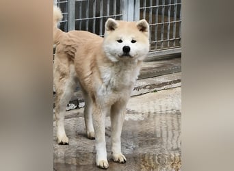 Nao – die ausgeglichene Akita-Mix-Hündin braucht endlich ein Zuhause für immer