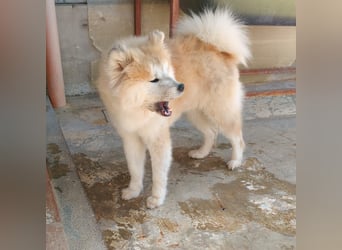 Mamy – die wunderschöne Akita-Mix-Hündin sucht aktive Menschen mit Herz