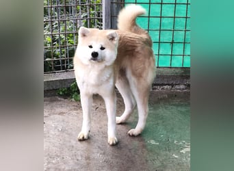Nao – die ausgeglichene Akita-Mix-Hündin braucht endlich ein Zuhause für immer