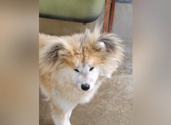 Mamy – die wunderschöne Akita-Mix-Hündin sucht aktive Menschen mit Herz