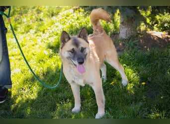 JUAN - der Akita Mix braucht etwas Zeit, bis er den Menschen vertrauen kann