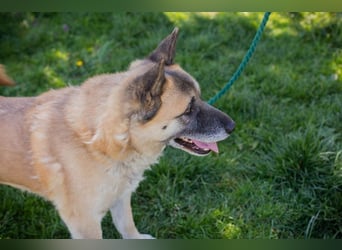 JUAN - der Akita Mix braucht etwas Zeit, bis er den Menschen vertrauen kann