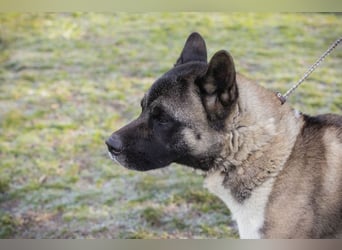 PICUS - der hübsche Rüde sucht ein hundeerfahrenes Zuhause!