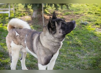 PICUS - der hübsche Rüde sucht ein hundeerfahrenes Zuhause!