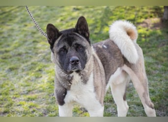 PICUS - der hübsche Rüde sucht ein hundeerfahrenes Zuhause!