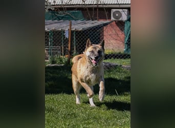 JUAN - der Akita Mix braucht etwas Zeit, bis er den Menschen vertrauen kann