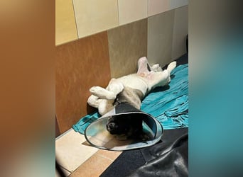 PICUS - der hübsche Rüde sucht ein hundeerfahrenes Zuhause!