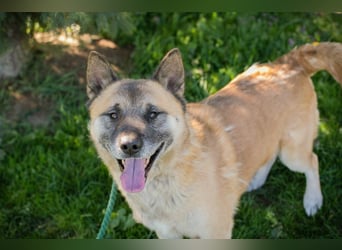 JUAN - der Akita Mix braucht etwas Zeit, bis er den Menschen vertrauen kann